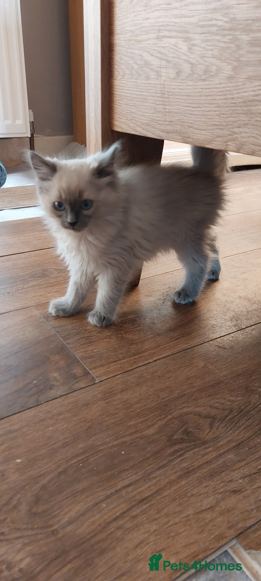 Ragdoll cats for sale: Ragdolls ready for forever homes 😻 3 males left  in Biggar - Image 1