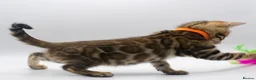 Bengal cats for sale: Stunning TICA Registered Bengal Kittens - Advert 16