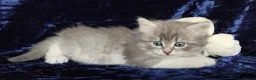 Siberian cats for sale: GCCF Registered Siberian Kitten For Sale  - Advert 17