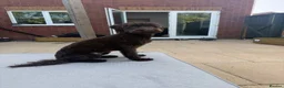 Cockapoo dogs for sale: 🐾 Beautiful Cockapoo Girl Coco🩷  - Advert 2