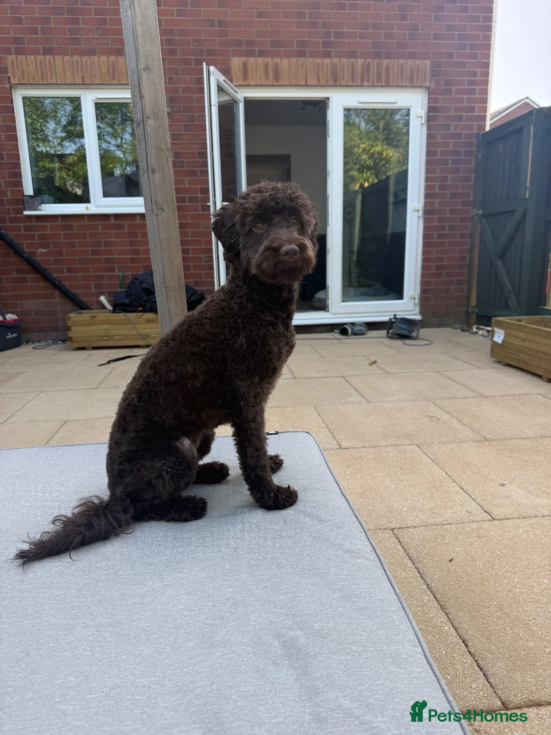 Cockapoo dogs for sale: 🐾 Beautiful Cockapoo Girl Coco🩷  - Advert 2