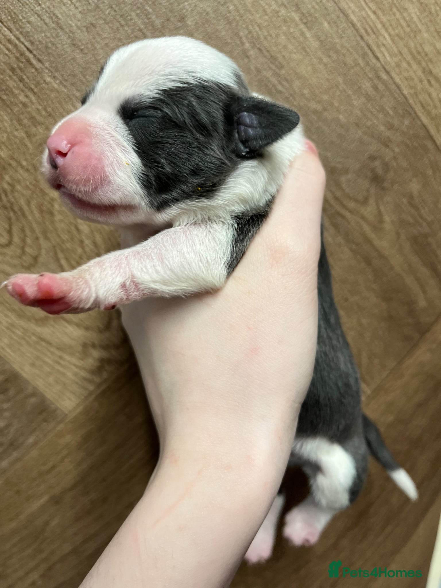 Staffordshire Bull Terrier dogs 5 left blue Staffordshire bull terrier puppies  - Advert 16