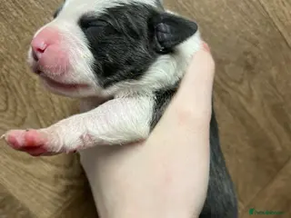 Staffordshire Bull Terrier dogs 5 left blue Staffordshire bull terrier puppies - Advert 16