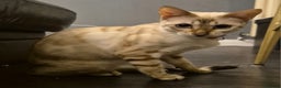 Bengal cats for sale: Stunning Snow Bengal Girl - Advert 4