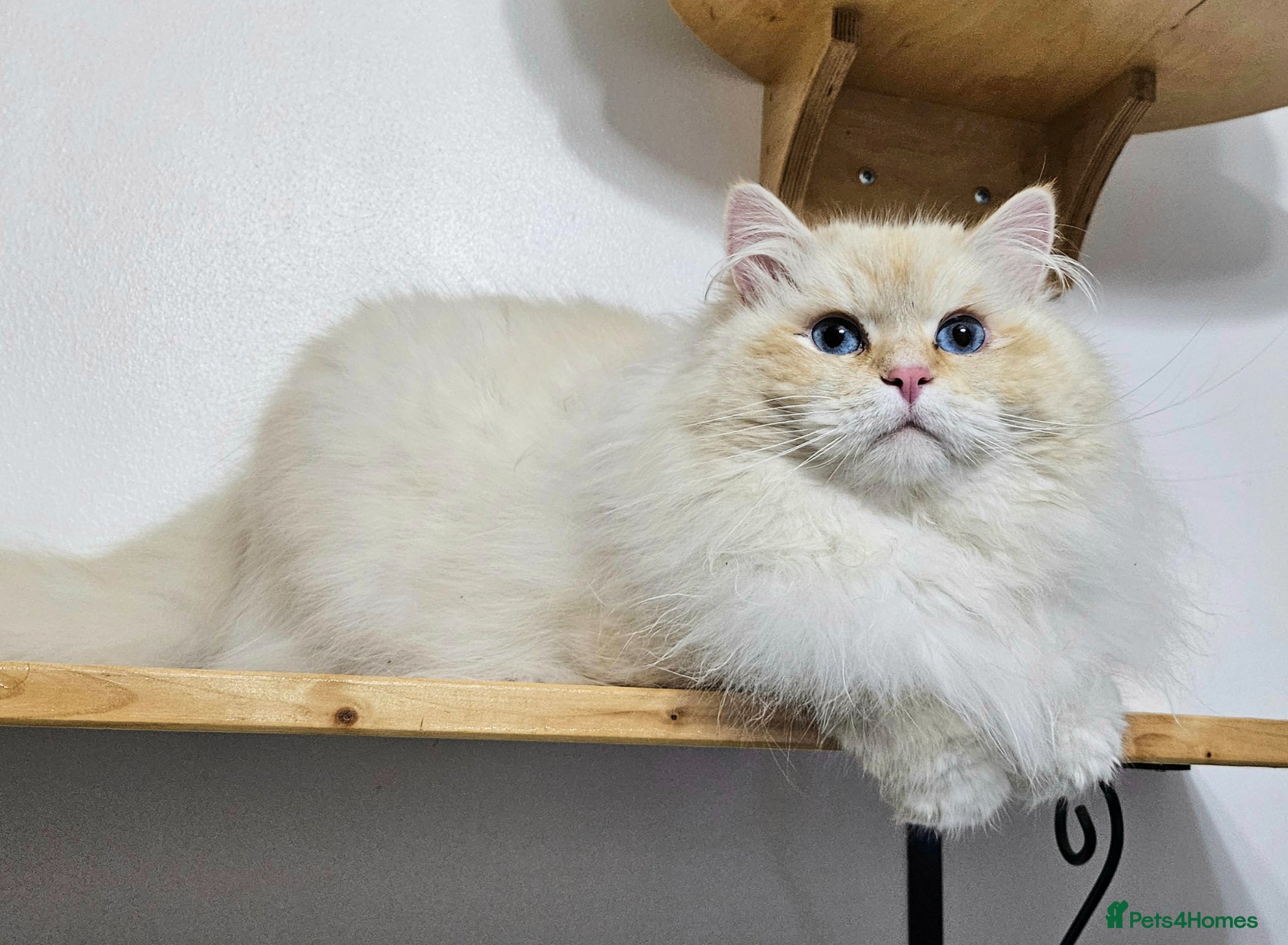 Siberian cats Outstanding retired male - Advert 2