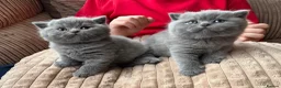 British Shorthair cats for sale: ONE BRITISH SHORTHAIR BLUE MALE AVAILABLE  - Advert 3