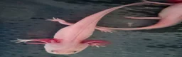 Axolotl reptiles for sale: Junior Axolotls - AVAILABLE NOW - Advert 3