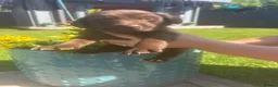 Labrador Retriever dogs for sale: Gorgeous KC Registered Chocolate Labrador Puppies  - Advert 2