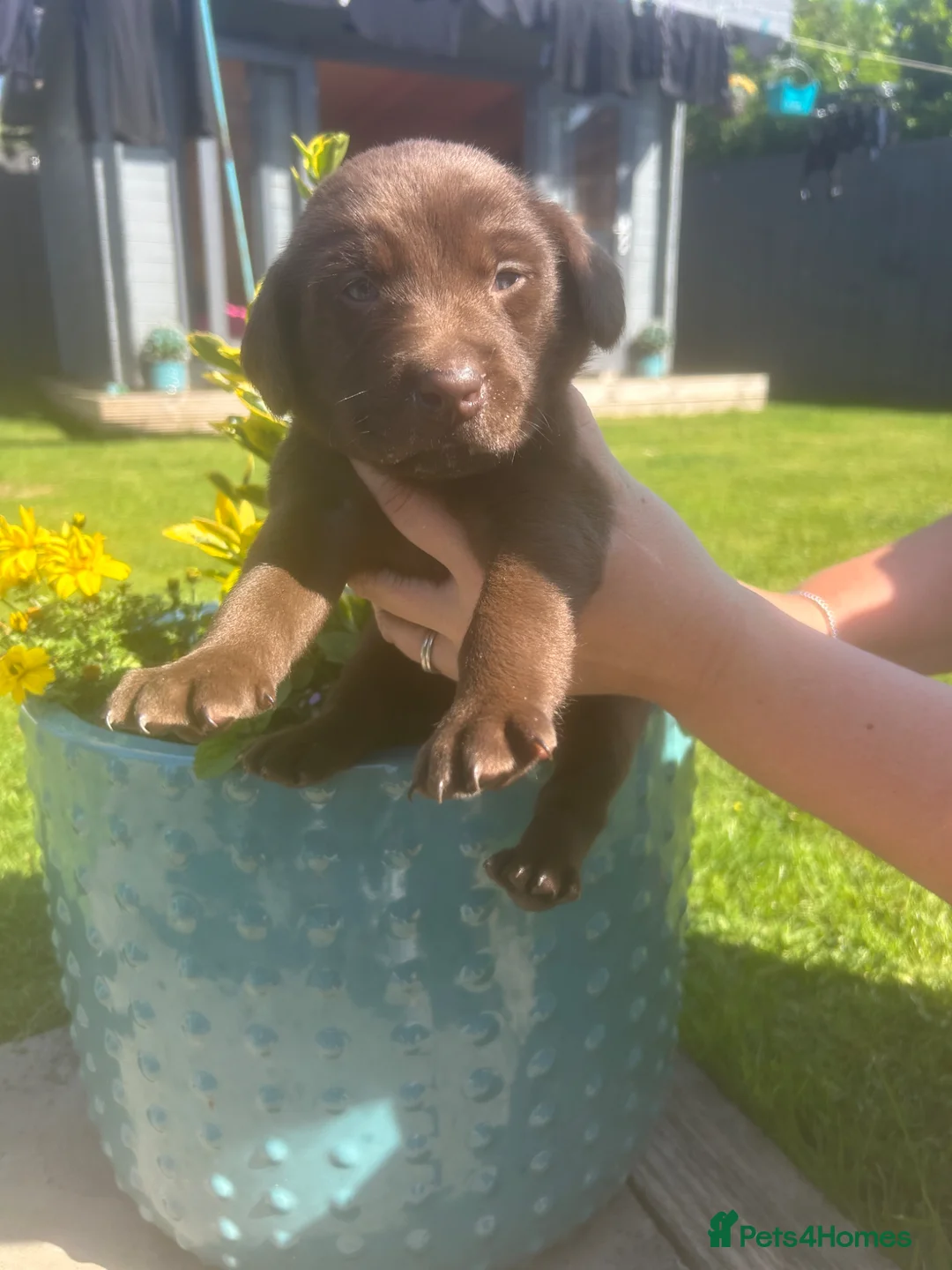 Labrador Retriever dogs for sale: Gorgeous KC Registered Chocolate Labrador Puppies  - Advert 2