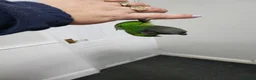 Conures birds for sale: Handreared conures - Advert 3