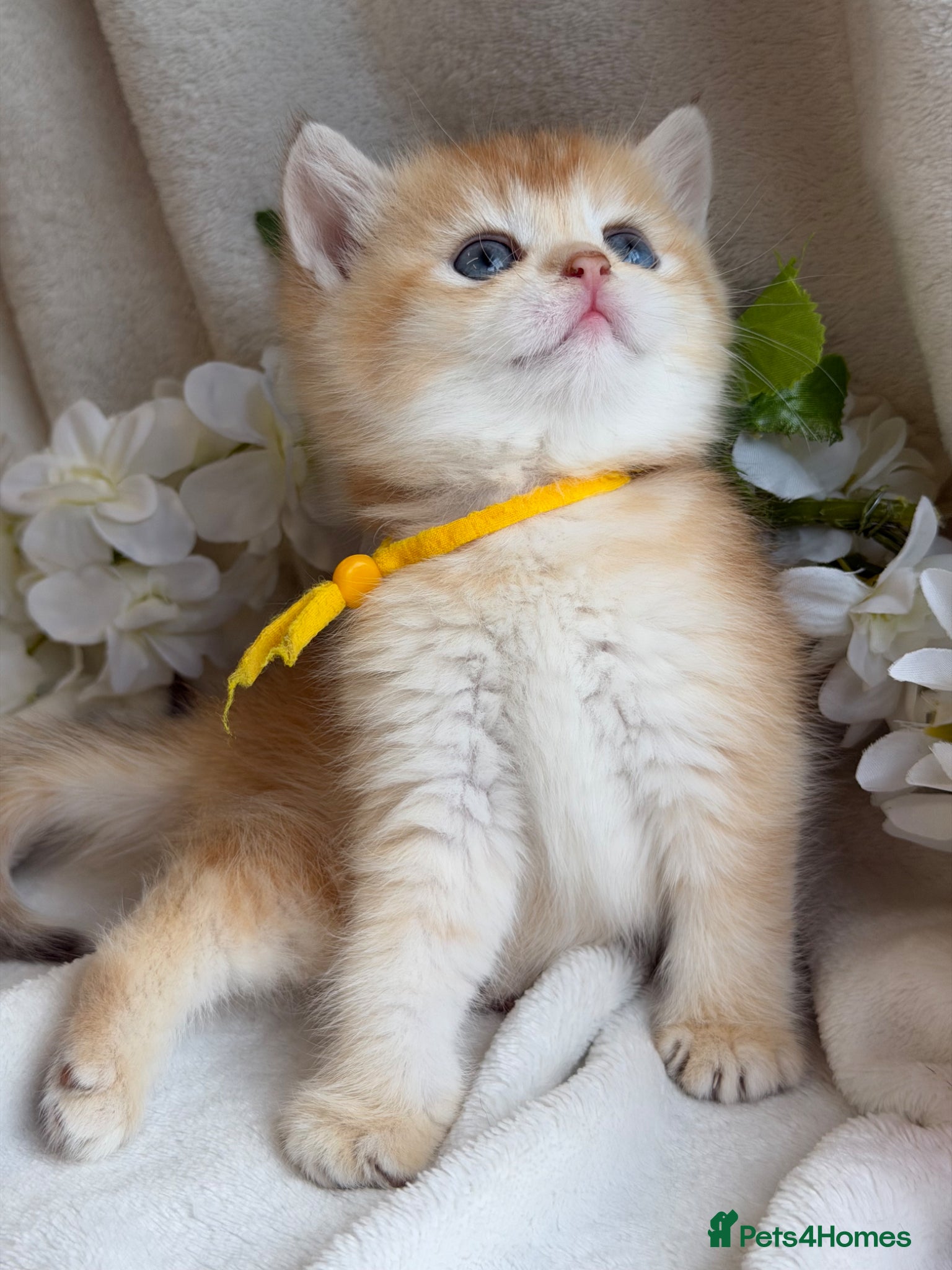 British Shorthair cats for sale: British shorthair golden adorable kitten GCCF  - Advert 8