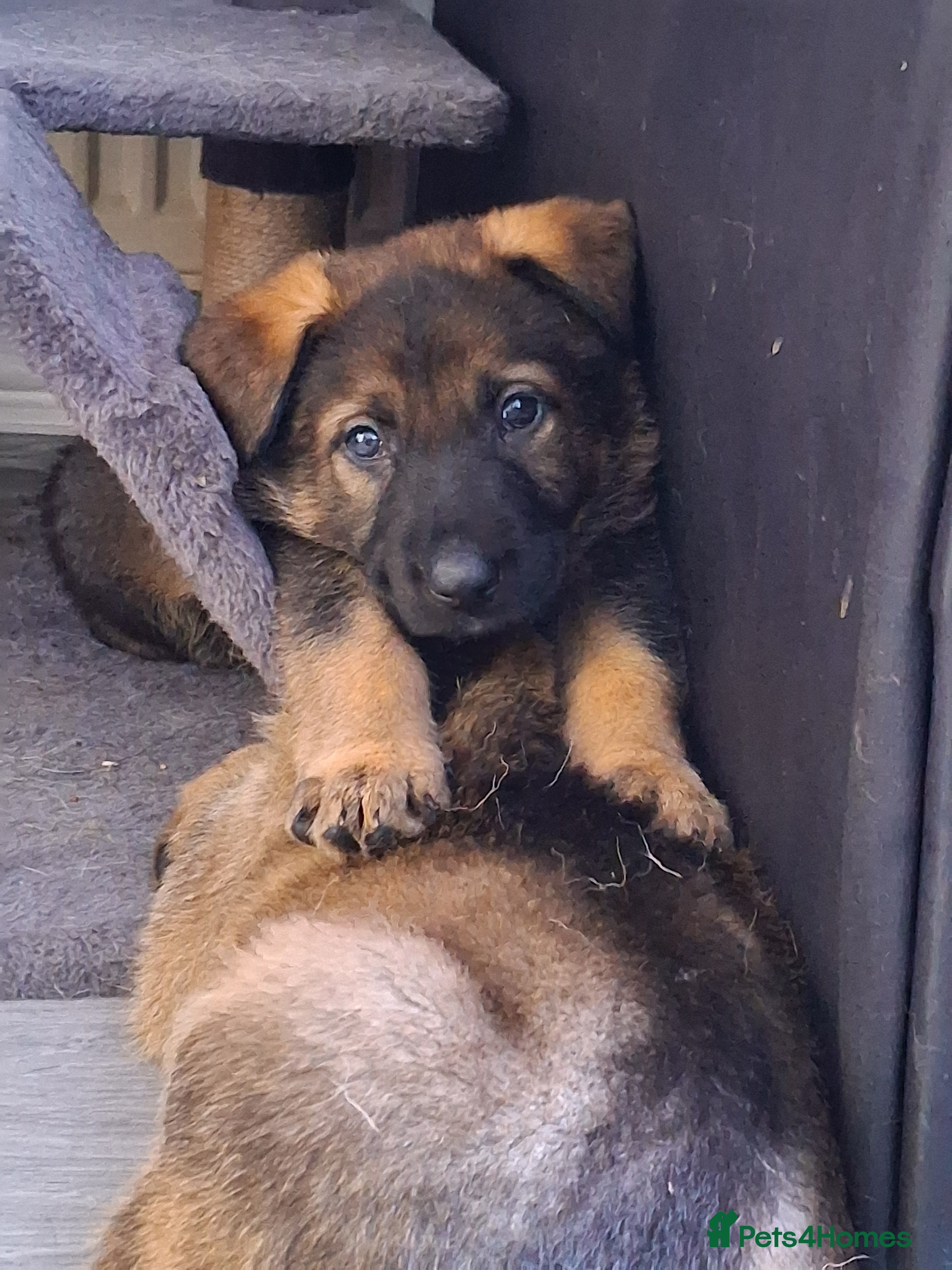 German Shepherd dogs APPROVED GSD PUPPIES,BLACK AND TAN,SABLE,SEE ALL P - Advert 1