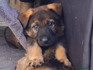 German Shepherd dogs APPROVED GSD PUPPIES,BLACK AND TAN,SABLE,SEE ALL P - Advert 1