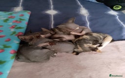 Sphynx cats for sale: 2 male & 4 female canadian sphynx looking for home - Image 7