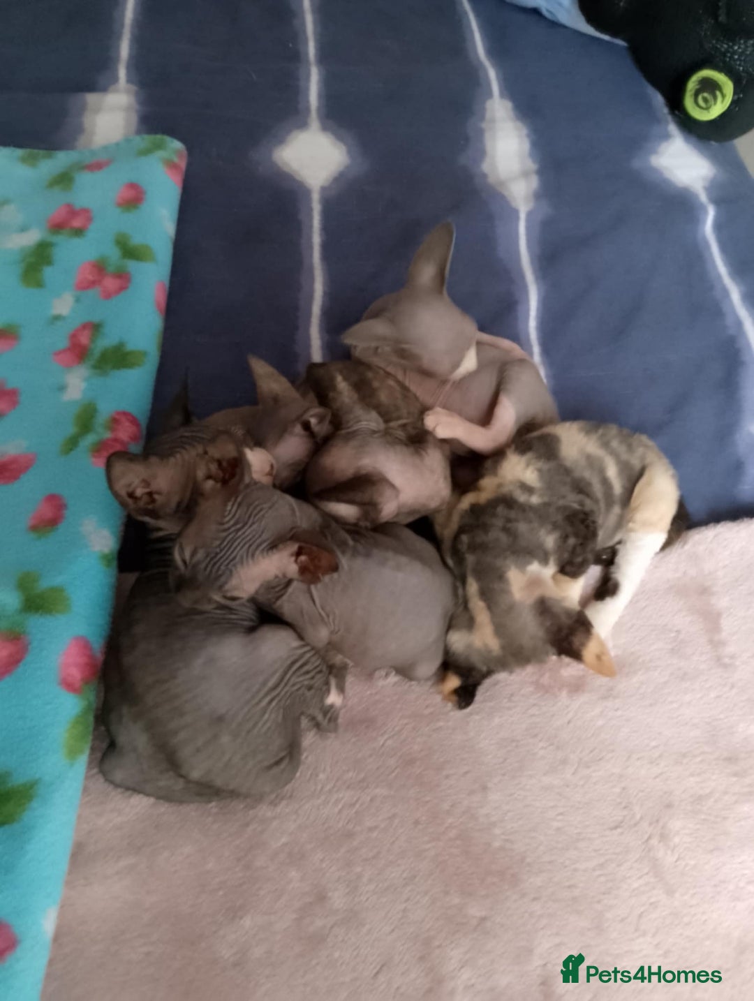 Sphynx cats for sale: 2 male & 4 female canadian sphynx looking for home - Image 7