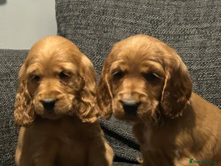 Cocker Spaniel dogs Show Type Cocker Spaniel Puppies - Advert 1