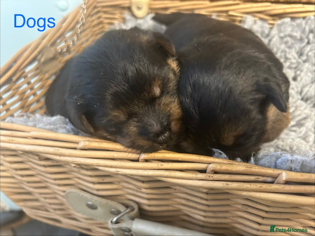 Norfolk Terrier dogs for sale: KC Norfolk terrier puppies  - Advert 8