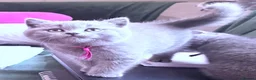 Brazilian Shorthair cats for sale: Adorable British Shorthair Kittens – - Advert 8