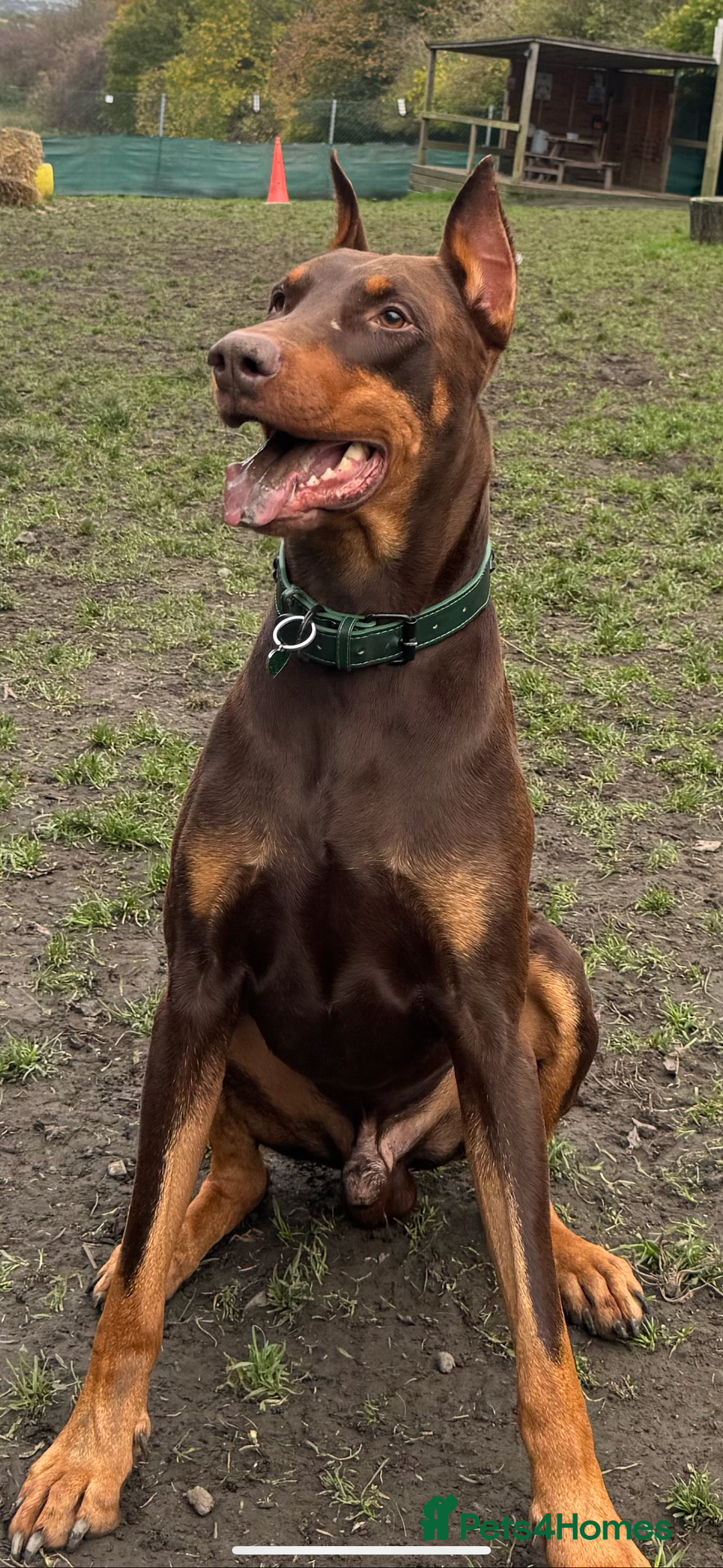 Dobermann dogs for sale: Chocolate Dobermans for sale- due 27/12/2025 - Advert 2