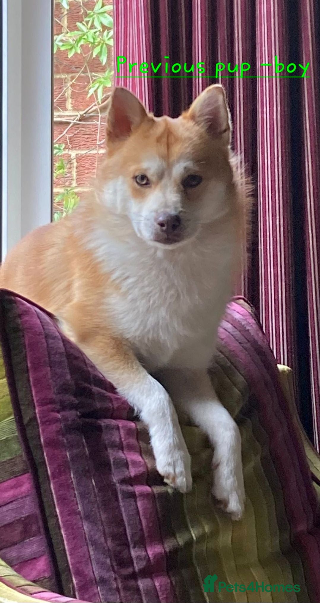 Pomsky dogs Both boys greatly reduced to £1000 - Advert 2