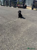 Labrador Retriever dogs - Advert 6