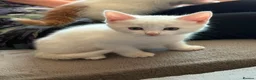 Turkish Angora cats for sale: Kittens - Advert 2