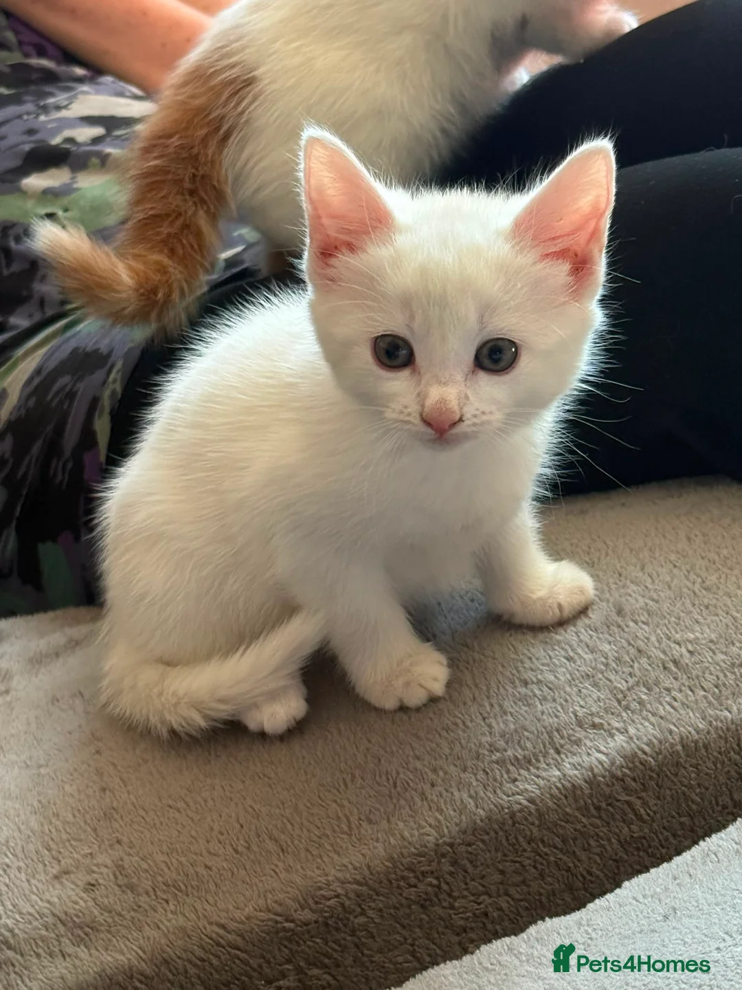 Turkish Angora cats for sale: Kittens - Advert 2