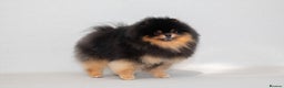 Pomeranian dogs for stud: Pomeranian Gentleman Available for Stud 🐾 - Advert 6