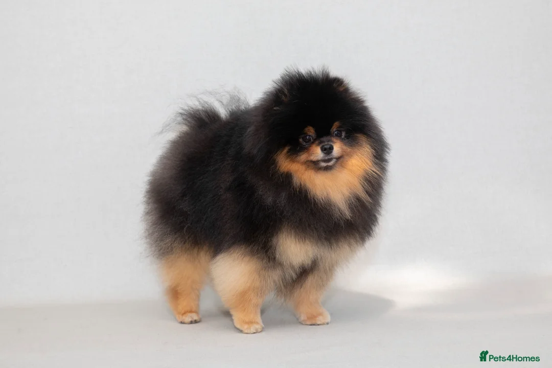 Pomeranian dogs for stud: Pomeranian Gentleman Available for Stud 🐾 - Advert 6