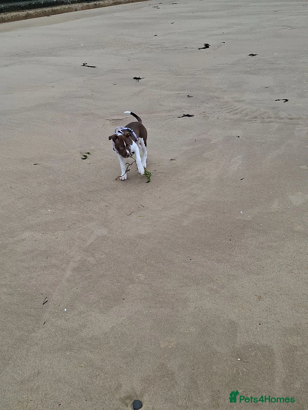 Staffordshire Bull Terrier dogs for sale: 8 month old girl in Walton on the Naze - Advert 4
