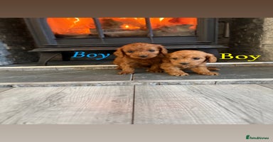 Cockapoo dogs - Advert 6