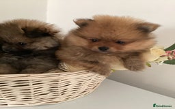 Pomeranian dogs for sale: READY NOW! kc reg STUNNING Pomeranian puppies  - Image 18