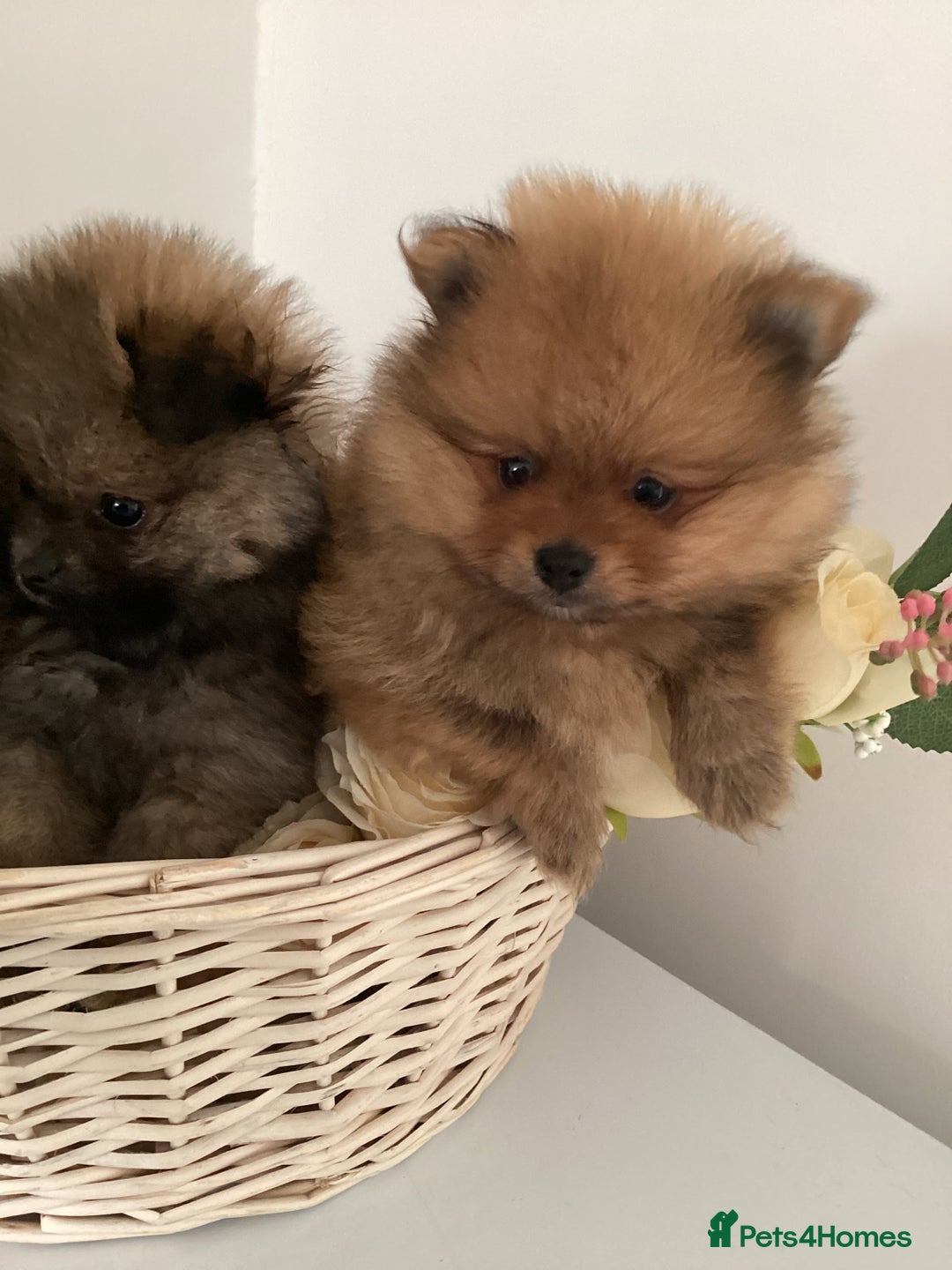 Pomeranian dogs for sale: READY NOW! kc reg STUNNING Pomeranian puppies  - Image 18