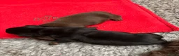 Miniature Dachshund dogs for sale: Superb quality KC registered Miniature Dachshunds - Advert 6