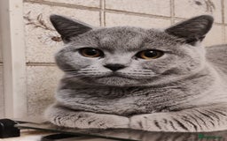 British Shorthair cats for sale: Stunning British Short hair kittens - Image 2