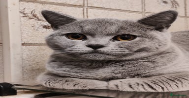 British Shorthair cats - Advert 2