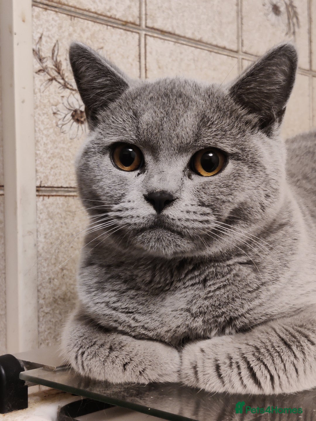British Shorthair cats for sale: Stunning British Short hair kittens - Image 2