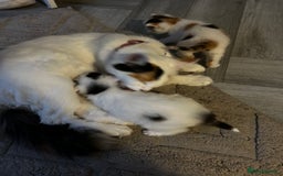 Turkish Van cats for sale: 2 Half turkish van kittens  - Image 4