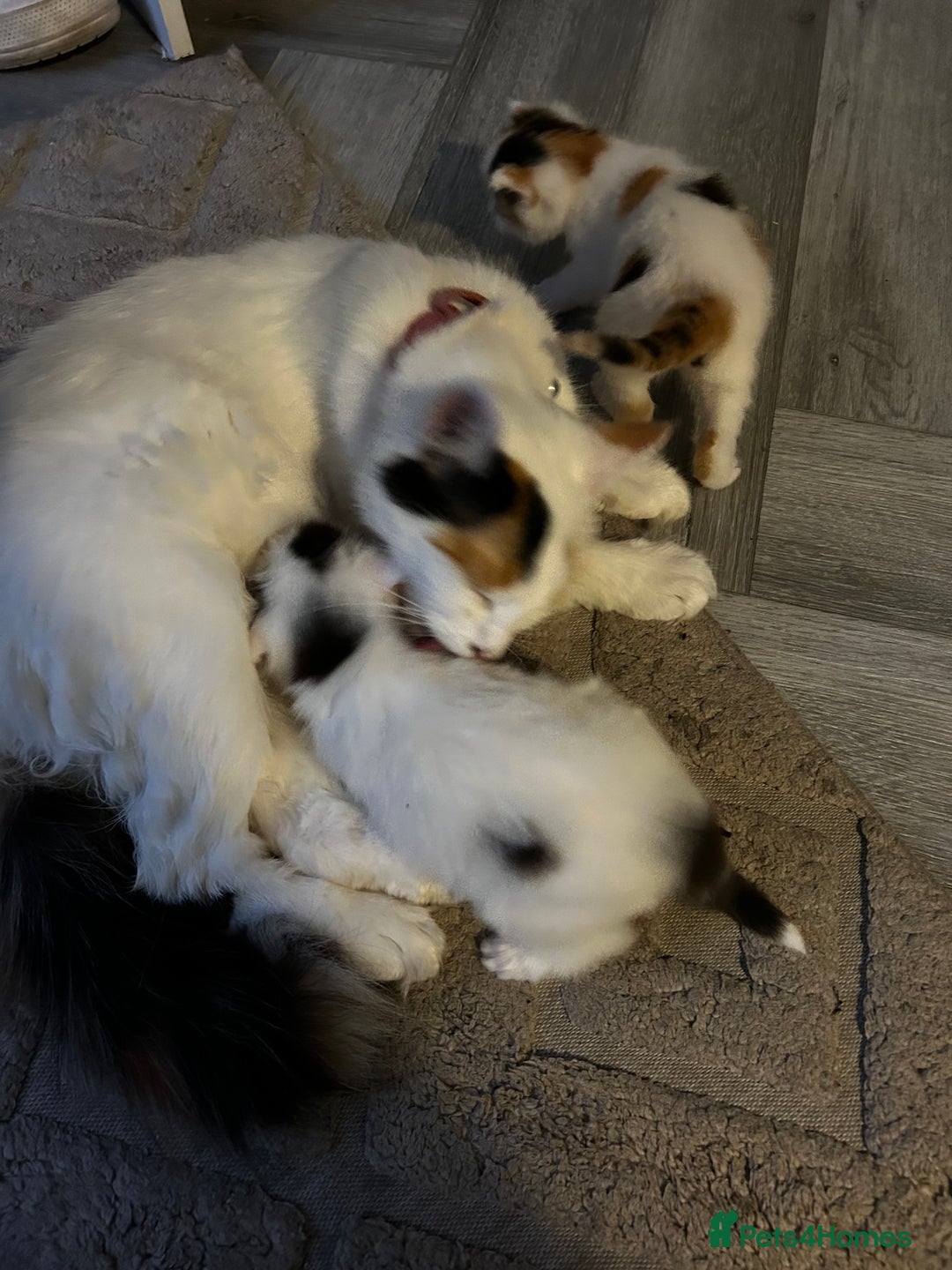 Turkish Van cats for sale: 2 Half turkish van kittens  - Image 4