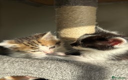 Persian cats for sale: mixed bombay and persian kittens  - Image 12