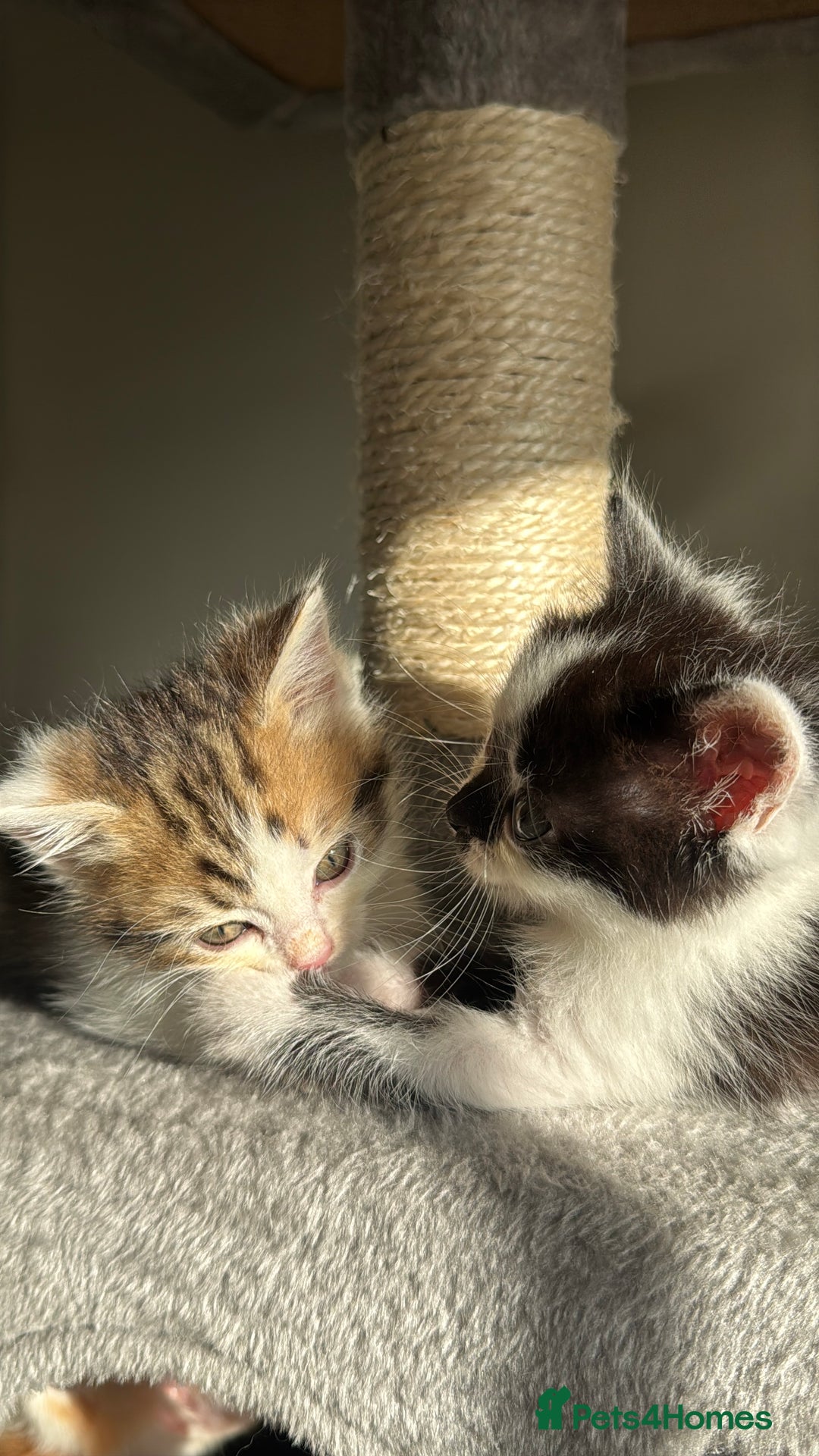 Persian cats for sale: mixed bombay and persian kittens  - Image 12