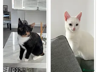 Mixed Breed cats Two kittens for sale to be sold together - Advert 1