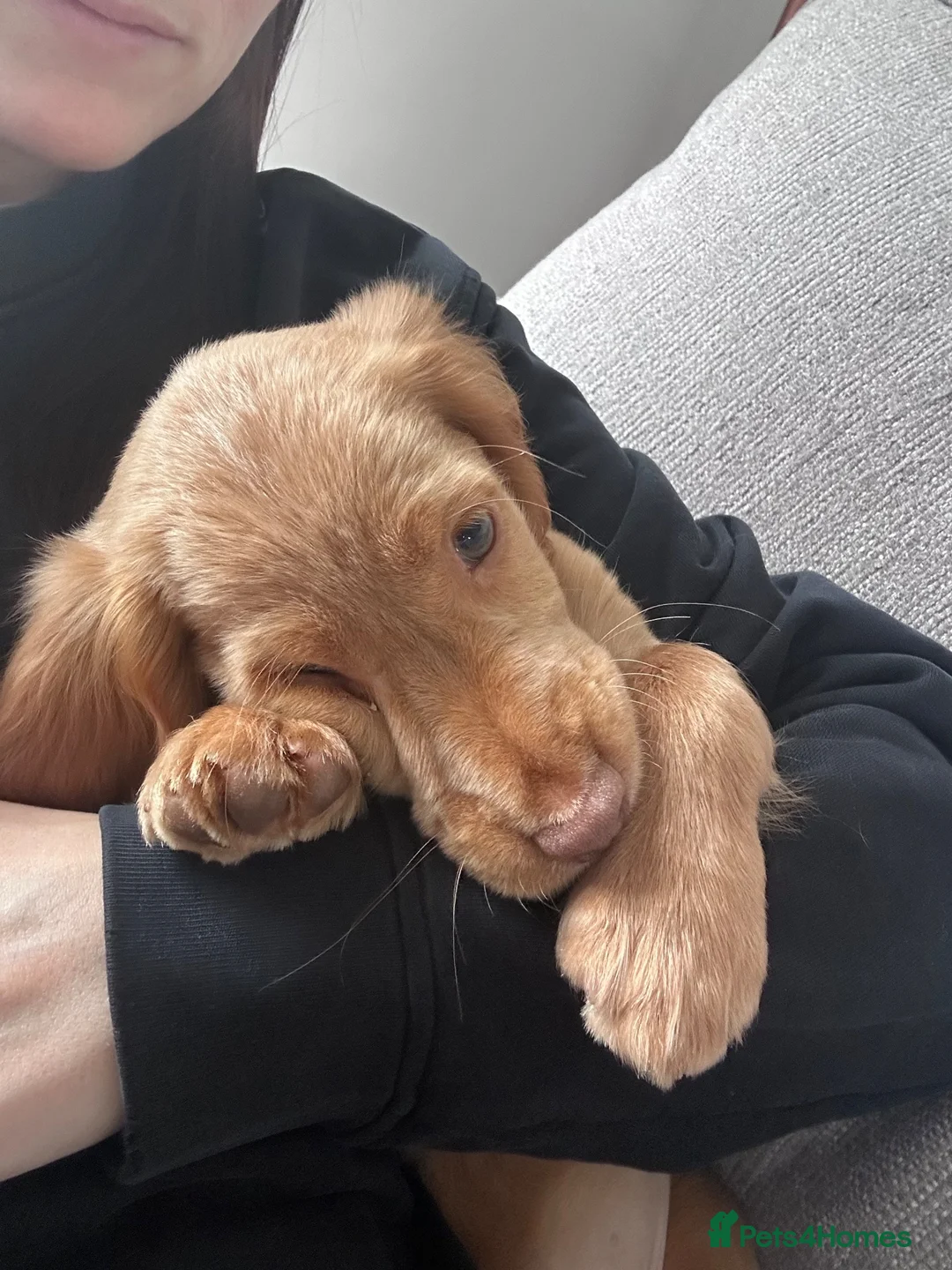 Cocker Spaniel dogs for sale: Red Working Cocker Spaniel - 6 months - Advert 3