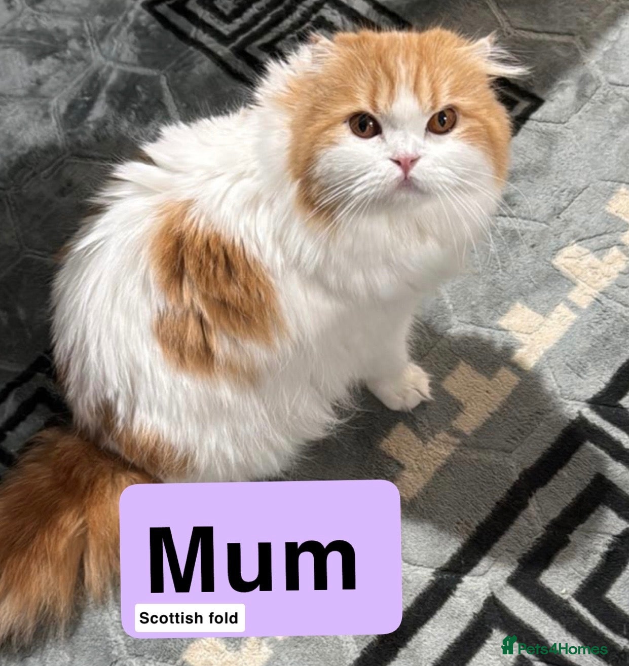 Ragdoll cats Beautiful Scottish Fold & Ragdoll Doll Mix Kittens - Advert 1