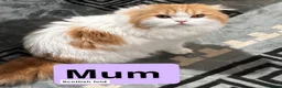 Ragdoll cats for sale: Beautiful Scottish Fold & Ragdoll Doll Mix Kittens - Advert 1