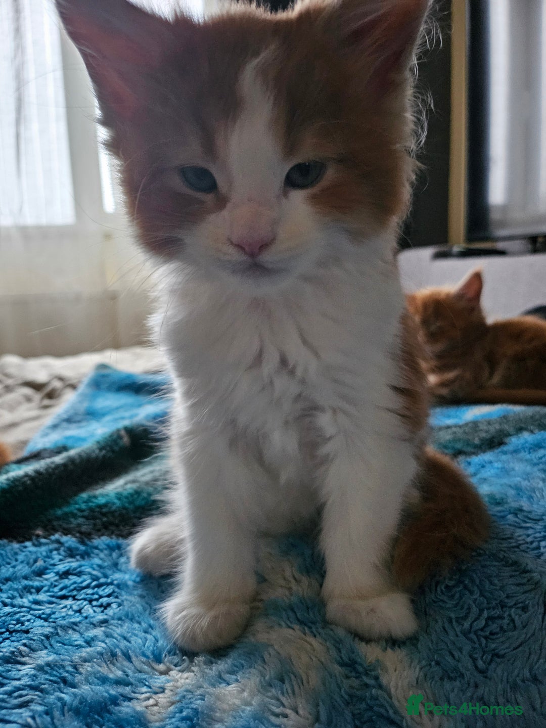 Maine Coon cats for sale: ARIODREAMMAINECOON  - Advert 4