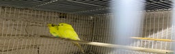 Budgerigars birds for sale: Young budgies for sale - Advert 6