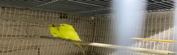 Budgerigars birds for sale: Young budgies for sale - Advert 12
