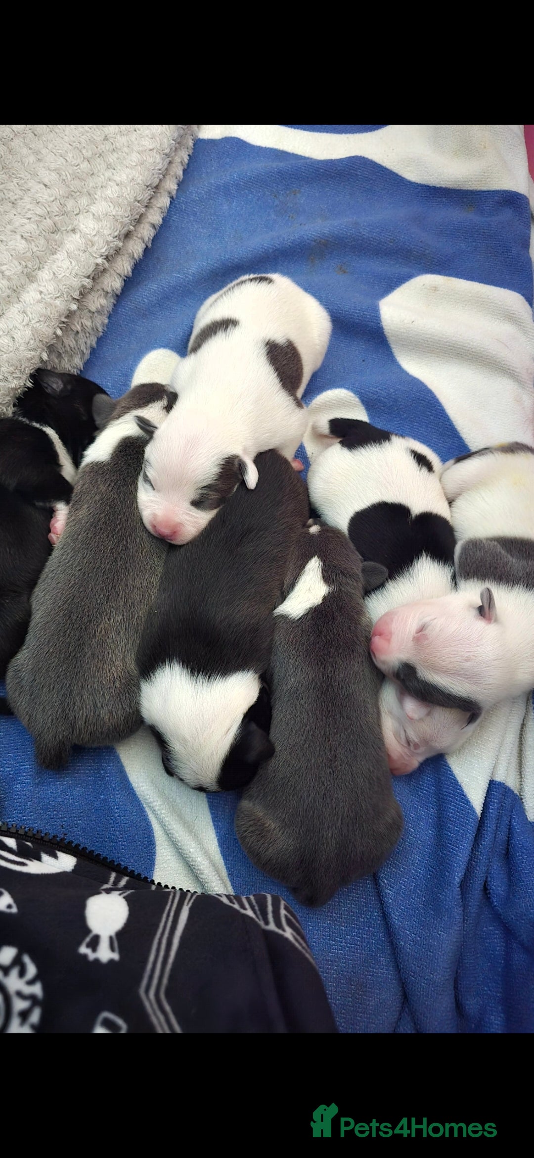 Staffordshire Bull Terrier dogs for sale: Staffordshire terrier puppies  - Advert 2