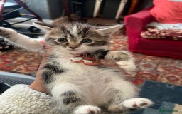 British Shorthair cats for sale: Kittens For Sale - Advert 4